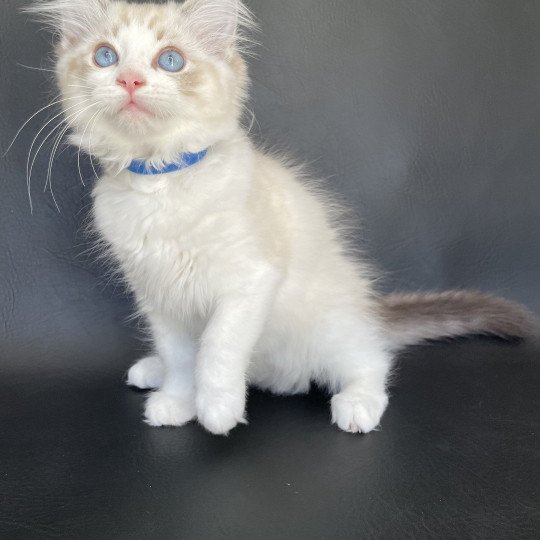 chaton Ragdoll seal tabby point bicolor Stuky Les Ragdolls de la Croisette