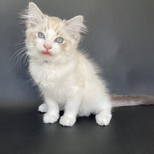 chaton Ragdoll seal tabby point bicolor Stuky Les Ragdolls de la Croisette