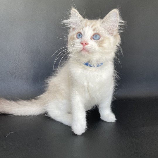 chaton Ragdoll seal tabby point bicolor Stuky Les Ragdolls de la Croisette