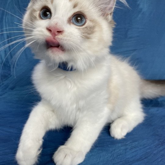 chaton Ragdoll seal tabby point bicolor Stuky Les Ragdolls de la Croisette