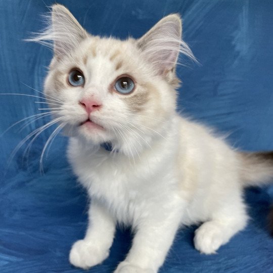 chaton Ragdoll seal tabby point bicolor Stuky Les Ragdolls de la Croisette