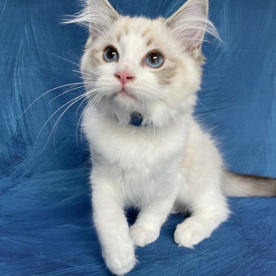 chaton Ragdoll seal tabby point bicolor Stuky Les Ragdolls de la Croisette