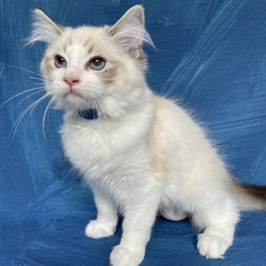 chaton Ragdoll seal tabby point bicolor Stuky Les Ragdolls de la Croisette