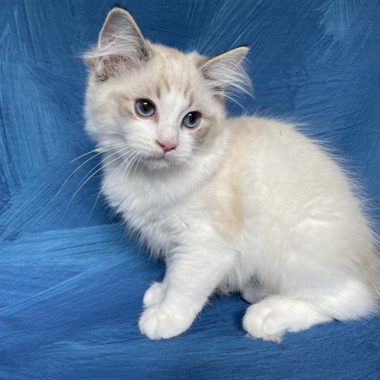 chaton Ragdoll seal tabby point bicolor Stuky Les Ragdolls de la Croisette