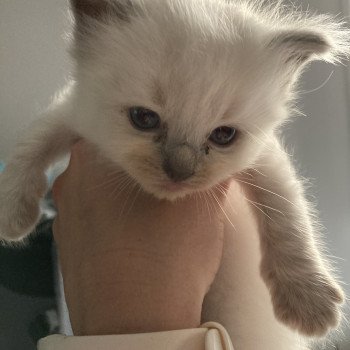 chaton Ragdoll Bleu/turquoise Les Ragdolls de la Croisette