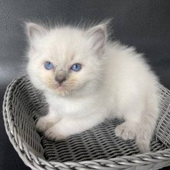 chaton Ragdoll blue point Bleu/turquoise Les Ragdolls de la Croisette