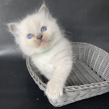 chaton Ragdoll blue point Bleu/turquoise Les Ragdolls de la Croisette