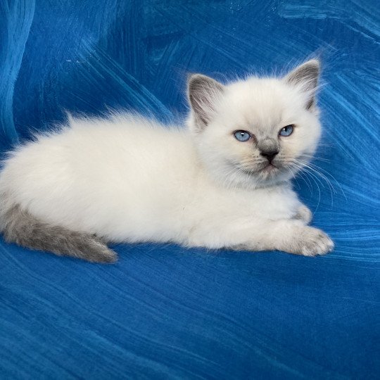 chaton Ragdoll blue point Bleu/turquoise Les Ragdolls de la Croisette