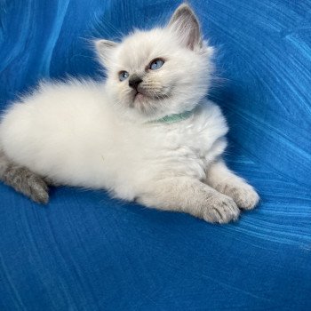 chaton Ragdoll blue point Bleu/turquoise Les Ragdolls de la Croisette