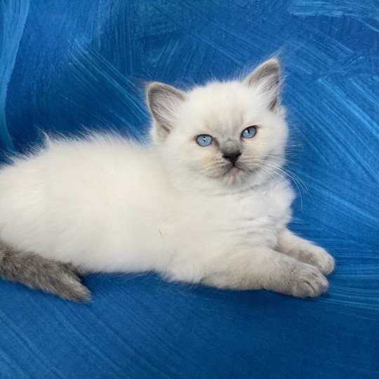 chaton Ragdoll blue point Bleu/turquoise Les Ragdolls de la Croisette