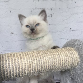 chaton Ragdoll blue point Sterling Les Ragdolls de la Croisette