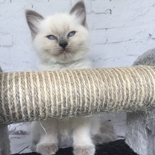 chaton Ragdoll blue point Sterling Les Ragdolls de la Croisette