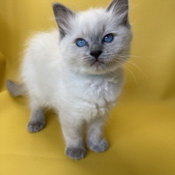 chaton Ragdoll blue point Sterling Les Ragdolls de la Croisette