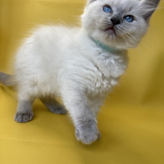 chaton Ragdoll blue point Sterling Les Ragdolls de la Croisette