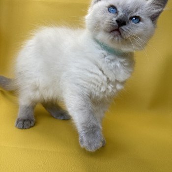 chaton Ragdoll blue point Sterling Les Ragdolls de la Croisette