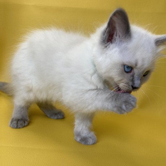 chaton Ragdoll blue point Sterling Les Ragdolls de la Croisette