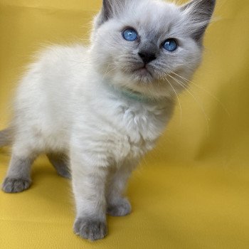 chaton Ragdoll blue point Sterling Les Ragdolls de la Croisette