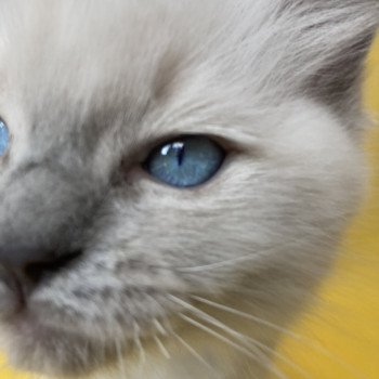 chaton Ragdoll blue point Sterling Les Ragdolls de la Croisette