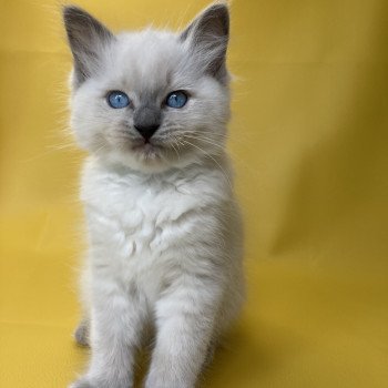 chaton Ragdoll blue point Sterling Les Ragdolls de la Croisette