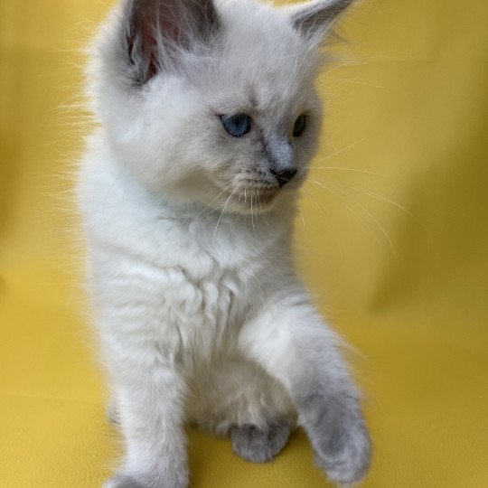 chaton Ragdoll blue point Sterling Les Ragdolls de la Croisette