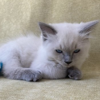 chaton Ragdoll blue point Sterling Les Ragdolls de la Croisette