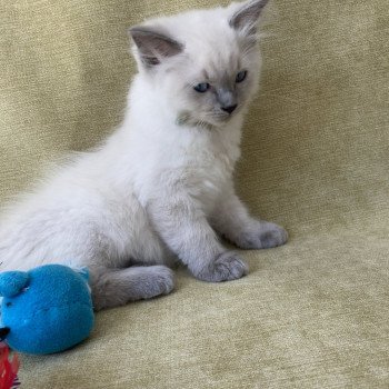 chaton Ragdoll blue point Sterling Les Ragdolls de la Croisette