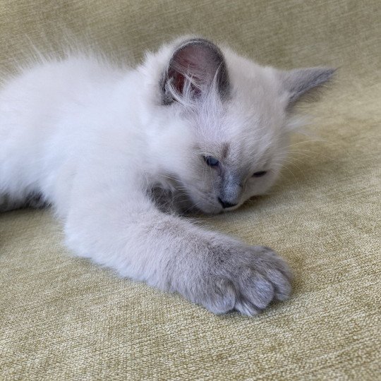 chaton Ragdoll blue point Sterling Les Ragdolls de la Croisette