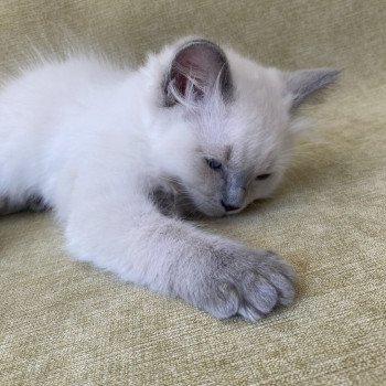 chaton Ragdoll blue point Sterling Les Ragdolls de la Croisette