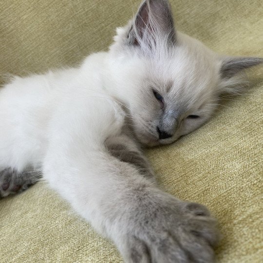 chaton Ragdoll blue point Sterling Les Ragdolls de la Croisette