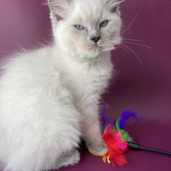 chaton Ragdoll blue point Sterling Les Ragdolls de la Croisette