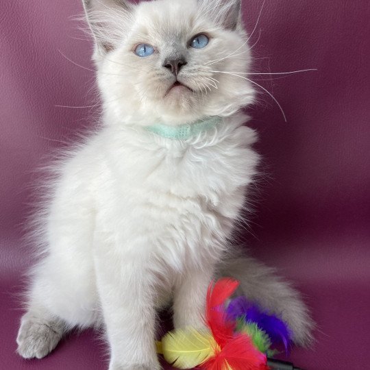 chaton Ragdoll blue point Sterling Les Ragdolls de la Croisette