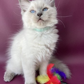 chaton Ragdoll blue point Sterling Les Ragdolls de la Croisette