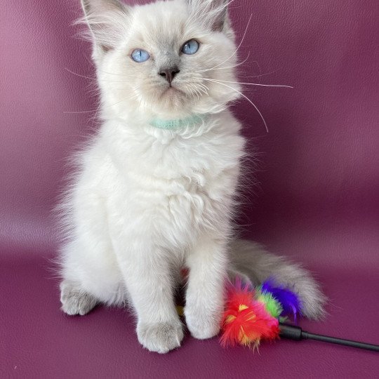 chaton Ragdoll blue point Sterling Les Ragdolls de la Croisette