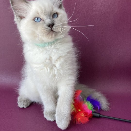 chaton Ragdoll blue point Sterling Les Ragdolls de la Croisette