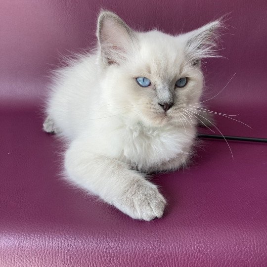 chaton Ragdoll blue point Sterling Les Ragdolls de la Croisette