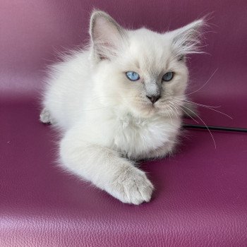 chaton Ragdoll blue point Sterling Les Ragdolls de la Croisette