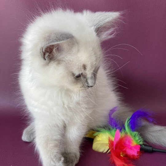 chaton Ragdoll blue point Sterling Les Ragdolls de la Croisette