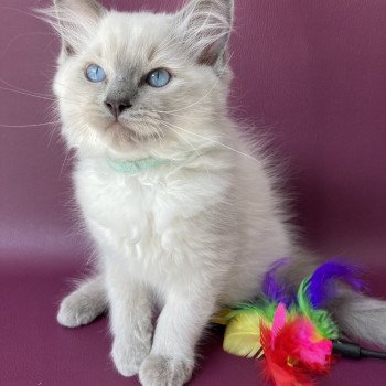 chaton Ragdoll blue point Sterling Les Ragdolls de la Croisette