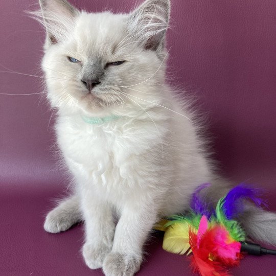 chaton Ragdoll blue point Sterling Les Ragdolls de la Croisette