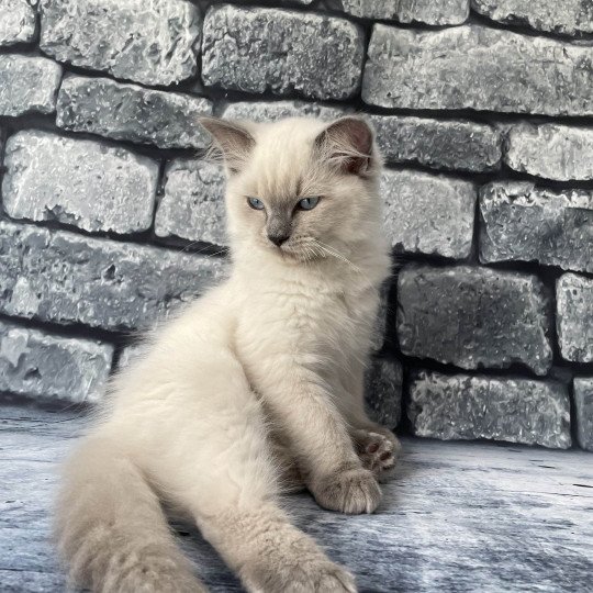 chaton Ragdoll blue point Sterling Les Ragdolls de la Croisette