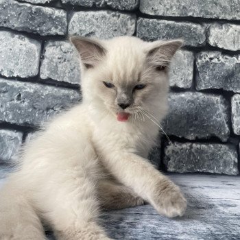 chaton Ragdoll blue point Sterling Les Ragdolls de la Croisette