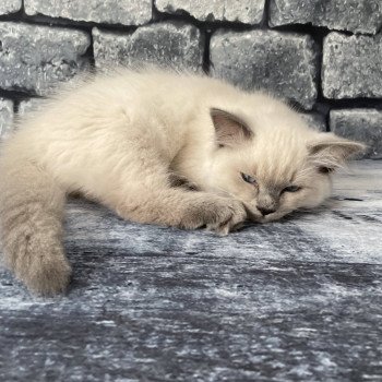 chaton Ragdoll blue point Sterling Les Ragdolls de la Croisette