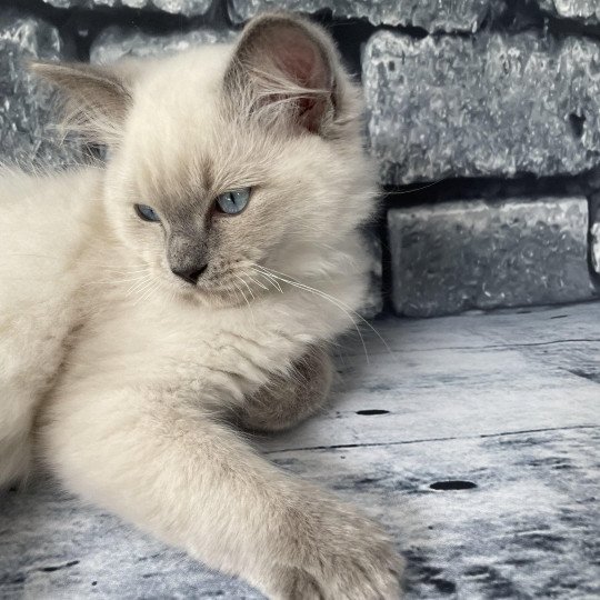 chaton Ragdoll blue point Sterling Les Ragdolls de la Croisette