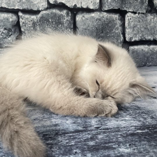 chaton Ragdoll blue point Sterling Les Ragdolls de la Croisette