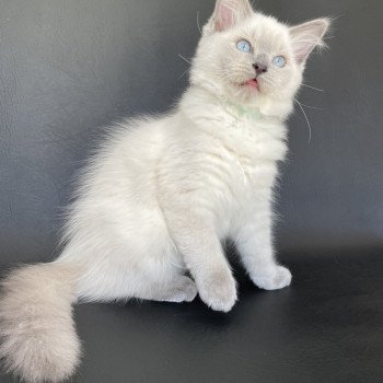 chaton Ragdoll blue point Sterling Les Ragdolls de la Croisette