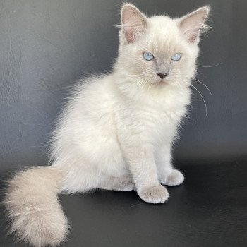 chaton Ragdoll blue point Sterling Les Ragdolls de la Croisette