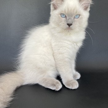 chaton Ragdoll blue point Sterling Les Ragdolls de la Croisette