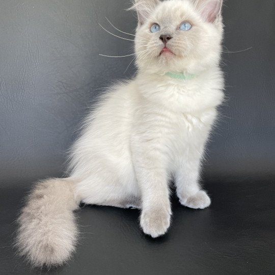 chaton Ragdoll blue point Sterling Les Ragdolls de la Croisette