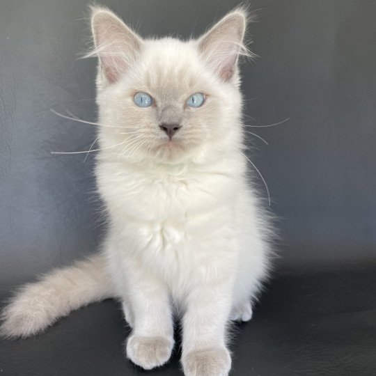 chaton Ragdoll blue point Sterling Les Ragdolls de la Croisette