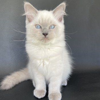 chaton Ragdoll blue point Sterling Les Ragdolls de la Croisette